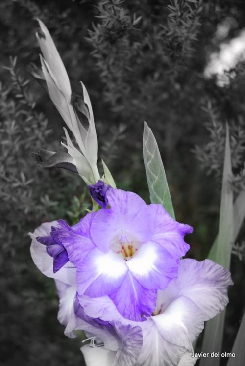 Fotografia de tiri - Galeria Fotografica: mis flores........... - Foto: 