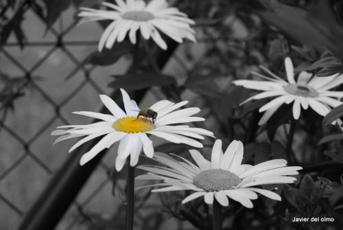 Fotografia de tiri - Galeria Fotografica: mis flores........... - Foto: 