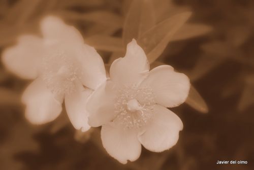 Fotografia de tiri - Galeria Fotografica: mis flores........... - Foto: 