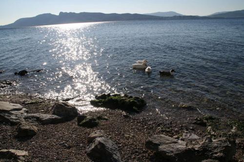 Fotografia de Carlos Prieto - Galeria Fotografica: Un lugar en el mundo - Foto: Los patos griegos