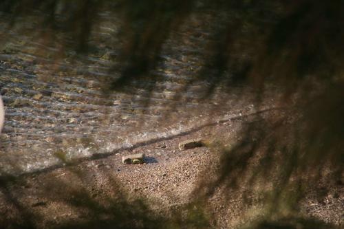 Fotografia de Carlos Prieto - Galeria Fotografica: Un lugar en el mundo - Foto: La orilla