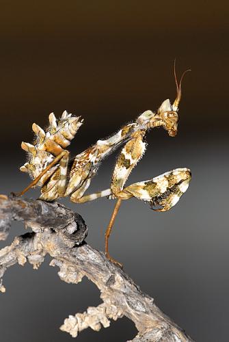 Fotografia de Margalef - Galeria Fotografica: macro - Foto: EMPUSA