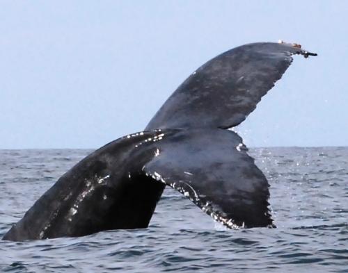 Fotografia de el faro - Galeria Fotografica: VALLARTA MEXICO - Foto: COLA DE BALLENA