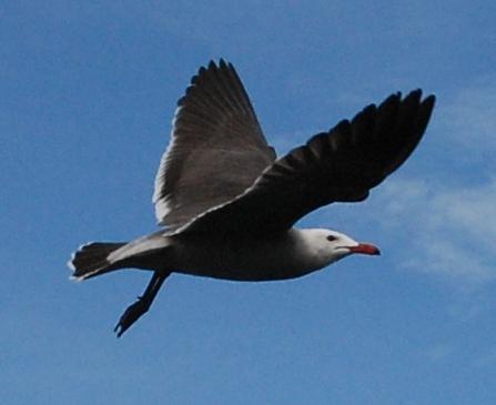 Fotografia de el faro - Galeria Fotografica: VALLARTA MEXICO - Foto: 