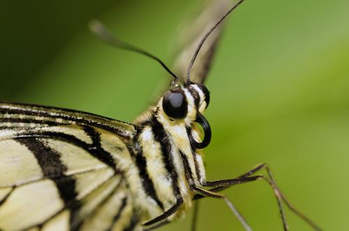 Fotografia de Margalef - Galeria Fotografica: macro - Foto: Espiritrompa