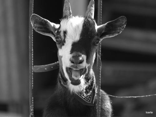 Fotografia de miguel loarte - Galeria Fotografica: varios - Foto: 								