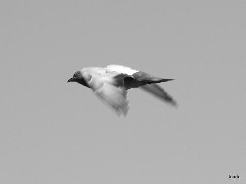 Fotografia de miguel loarte - Galeria Fotografica: varios - Foto: 								