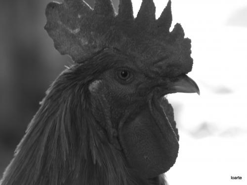 Fotografia de miguel loarte - Galeria Fotografica: varios - Foto: 								