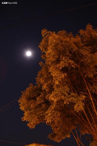 Fotografia de CARLOS ALBERTO BOHORQUEZ - Galeria Fotografica: Colombia 1 - Foto: Arbol en la luna