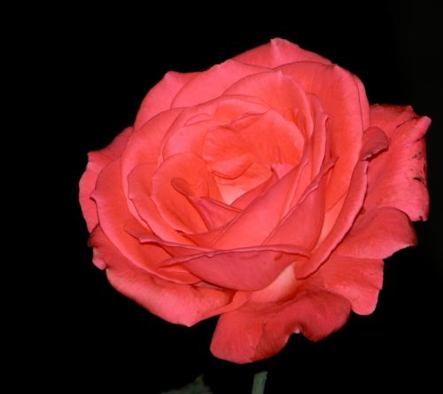 Fotografia de Bravo Tango Alfa - Galeria Fotografica: La galera de Antonio Estevez - Foto: Rosa Nocturna