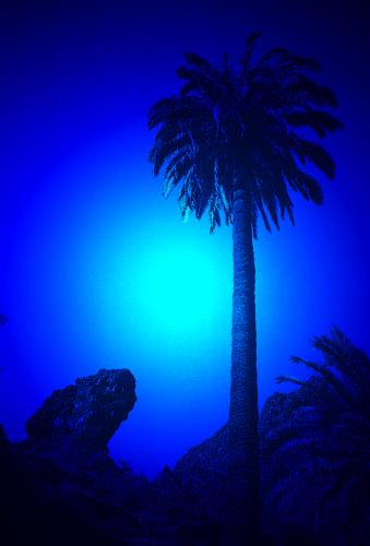 Fotografia de Bravo Tango Alfa - Galeria Fotografica: La galera de Antonio Estevez - Foto: Palmera celestial