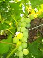 Fotos de mane -  Foto: lugares belllos - la uvas