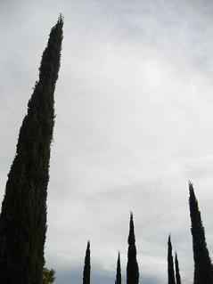 Fotografia de mauri - Galeria Fotografica: Formacion - Foto: pinos