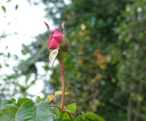 Fotografia de Nina Saroz - Galeria Fotografica: nina - Foto: libertad