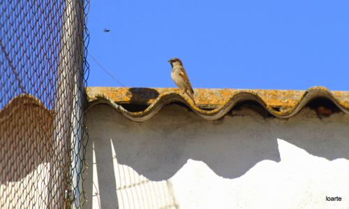 Fotografia de miguel loarte - Galeria Fotografica: COLOR - Foto: 								