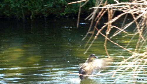 Fotografia de miguel loarte - Galeria Fotografica: COLOR - Foto: 								