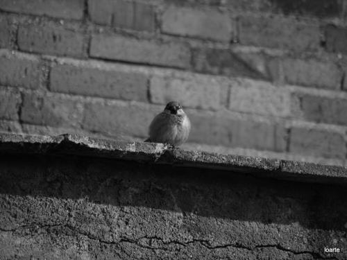 Fotografia de miguel loarte - Galeria Fotografica: COLOR - Foto: 								