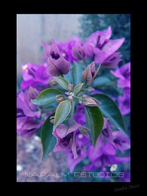 Fotografia de Napalm Estudios - Galeria Fotografica: Concept - Foto: Flower