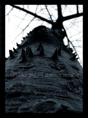 Fotografia de Napalm Estudios - Galeria Fotografica: Concept - Foto: Arbol