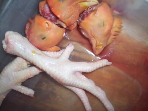 Fotografia de cecilia - Galeria Fotografica: jujuy-bolivia - Foto: rico pollo