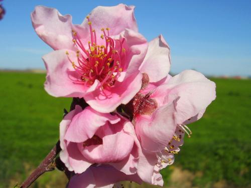 Fotografia de lorenzo carmona - Galeria Fotografica: valdelacalzada en primavera - Foto: flor en la pradera