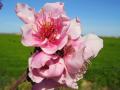Fotos de lorenzo carmona -  Foto: valdelacalzada en primavera - flor en la pradera