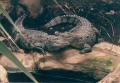 Fotos de paco -  Foto: el zoo - Cocodrilos en la intimidad