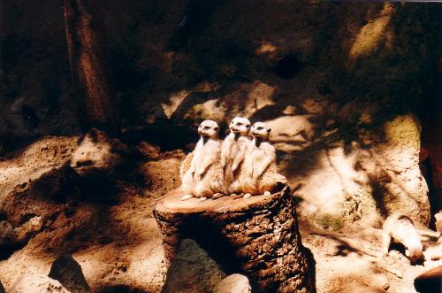 Fotografia de paco - Galeria Fotografica: el zoo - Foto: Descansando al sol