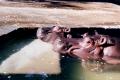 Fotos de paco -  Foto: el zoo - Tomando un bao