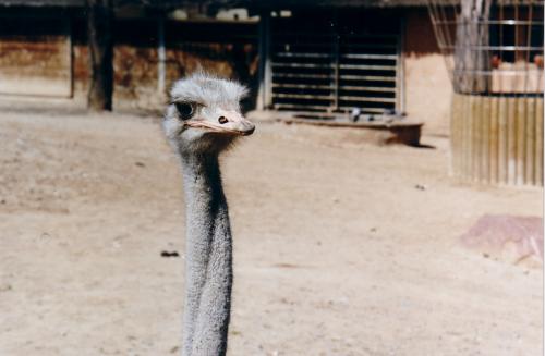 Fotografia de paco - Galeria Fotografica: el zoo - Foto: 180 Grados