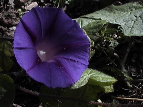 Fotografia de k2 - Galeria Fotografica: FLORES - Foto: 