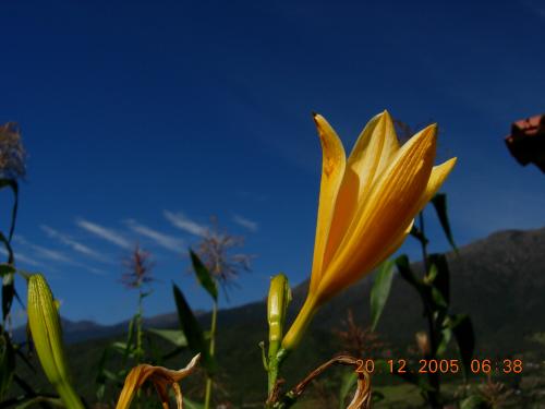 Fotografia de k2 - Galeria Fotografica: FLORES - Foto: 