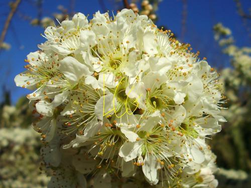 Fotografia de lorenzo carmona - Galeria Fotografica: valdelacalzada en primavera - Foto: bola de nieve