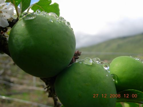 Fotografia de k2 - Galeria Fotografica: FLORES - Foto: 