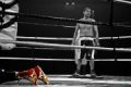 Fotos de Ramón Buesa -  Foto: Neutral Corner. 10 años de Boxeo alavés - Ko III