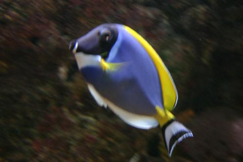 Fotografia de Fotos Guays - Galeria Fotografica: Diversidad Natural - Foto: Pez Payaso