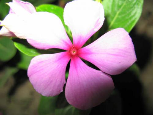 Fotografia de maiisol - Galeria Fotografica: maiisol - Foto: maiisol