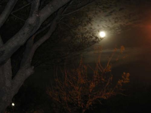 Fotografia de maiisol - Galeria Fotografica: maiisol - Foto: moon light