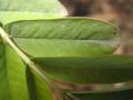 Fotos de maiisol -  Foto: maiisol - hojas enfermas