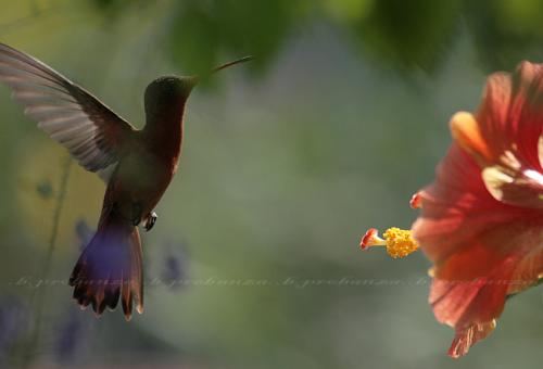 Fotografia de Benjamin Probanza - Galeria Fotografica: Colibris - Foto: Colibri 2								