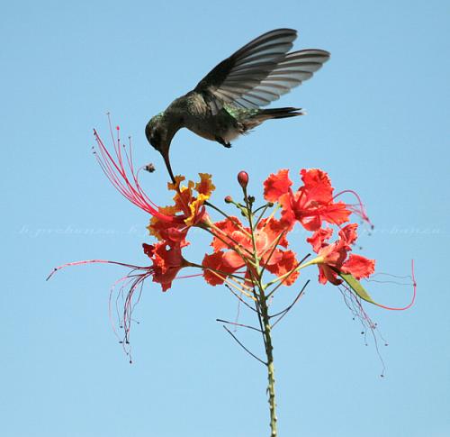 Fotografia de Benjamin Probanza - Galeria Fotografica: Colibris - Foto: Colibri 5								