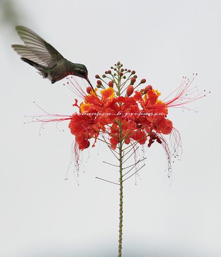 Fotografia de Benjamin Probanza - Galeria Fotografica: Colibris - Foto: Colibri 6								