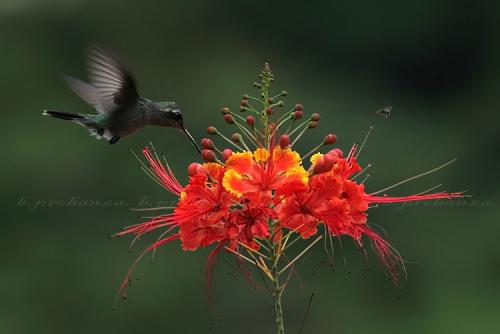 Fotografia de Benjamin Probanza - Galeria Fotografica: Colibris - Foto: Colibri 7								