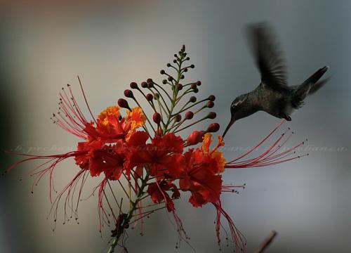 Fotografia de Benjamin Probanza - Galeria Fotografica: Colibris - Foto: Colibri 10							