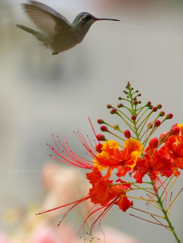 Fotografia de Benjamin Probanza - Galeria Fotografica: Colibris - Foto: Colibri 12								