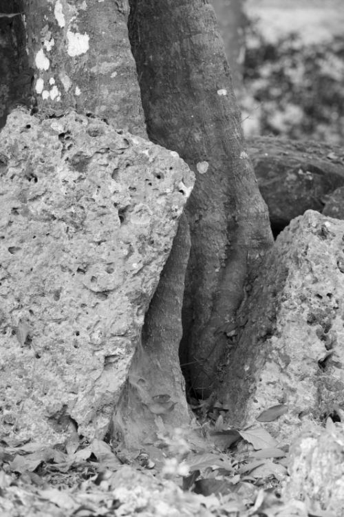 Fotografia de Ciro Caramico Fotografo - Galeria Fotografica: Trre ans Stone - Foto: 