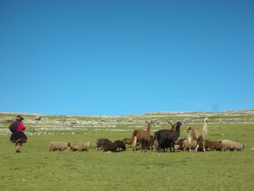 Fotografia de aldopintor - Galeria Fotografica: Fotografias del PERU - Foto: pastora de alpacas huancavelica