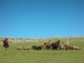Fotos de aldopintor -  Foto: Fotografias del PERU - pastora de alpacas huancavelica