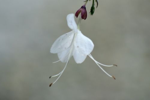 Fotografia de Lenin Caraballo - Galeria Fotografica: Flores - Foto: 