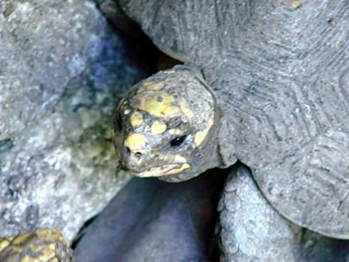 Fotografia de enfoque85 - Galeria Fotografica: Visi�n preocupada por la extinci�n - Foto: Tortuga Visionaria